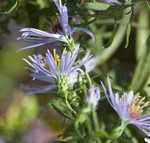 Willowleaf aster